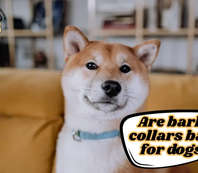 Are Bark Collars Bad for Dogs? Heartbreaking Truth Every Pet Owner Must Know