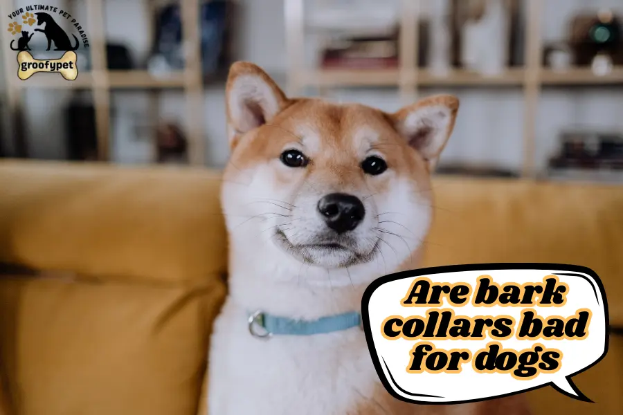 are bark collars bad for dogs