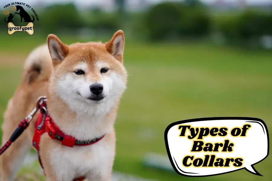 are bark collars bad for dogs