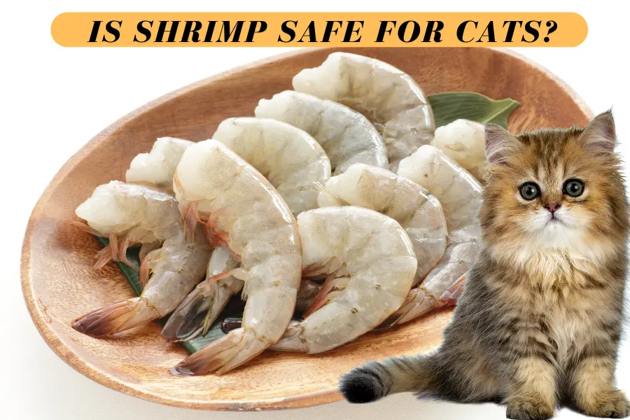 Can Cats Eat Shrimp?