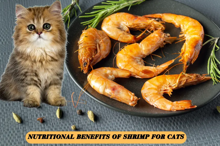 Can Cats Eat Shrimp?