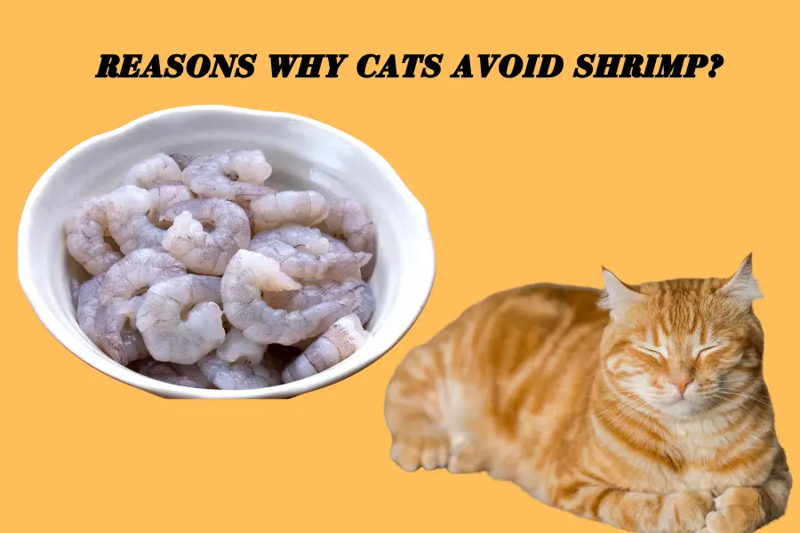 Can Cats Eat Shrimp?