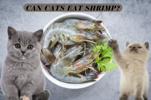 Can Cats Eat Shrimp?