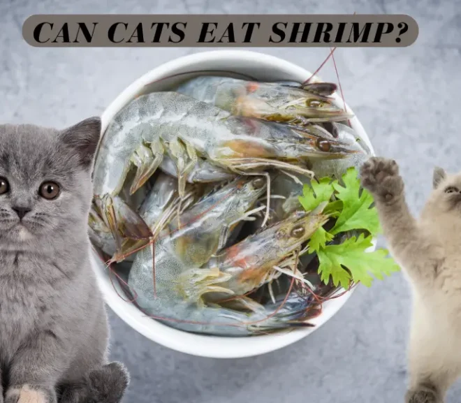 Can Cats Eat Shrimp? A Surprising Way to Pamper Your Pet!