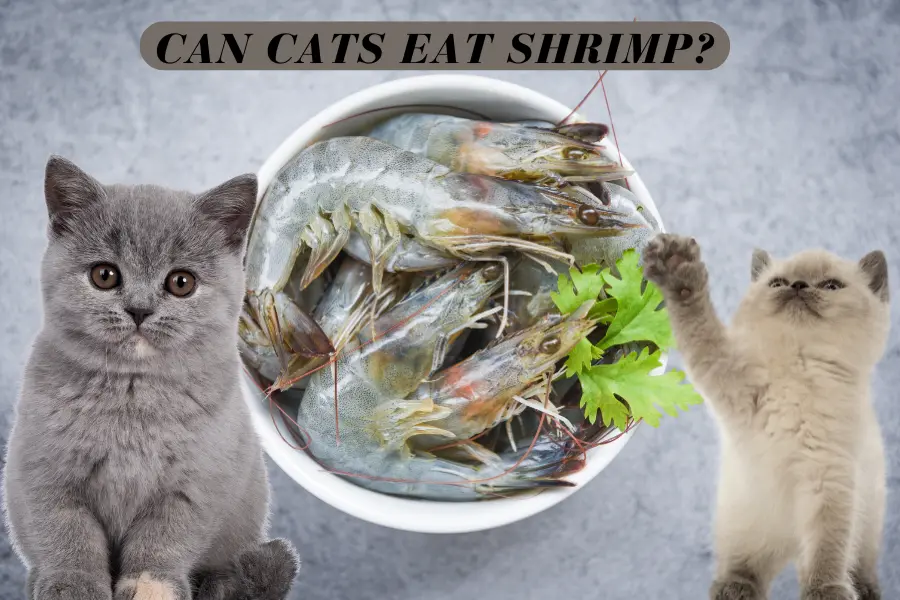 Can Cats Eat Shrimp?