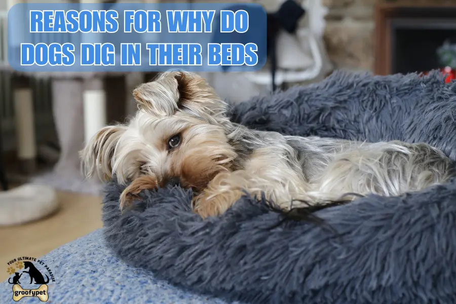 Why Do Dogs Dig in Their Beds?