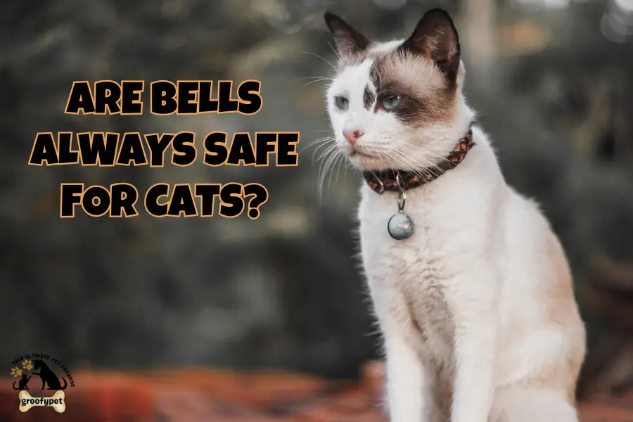 why do cats like bells?