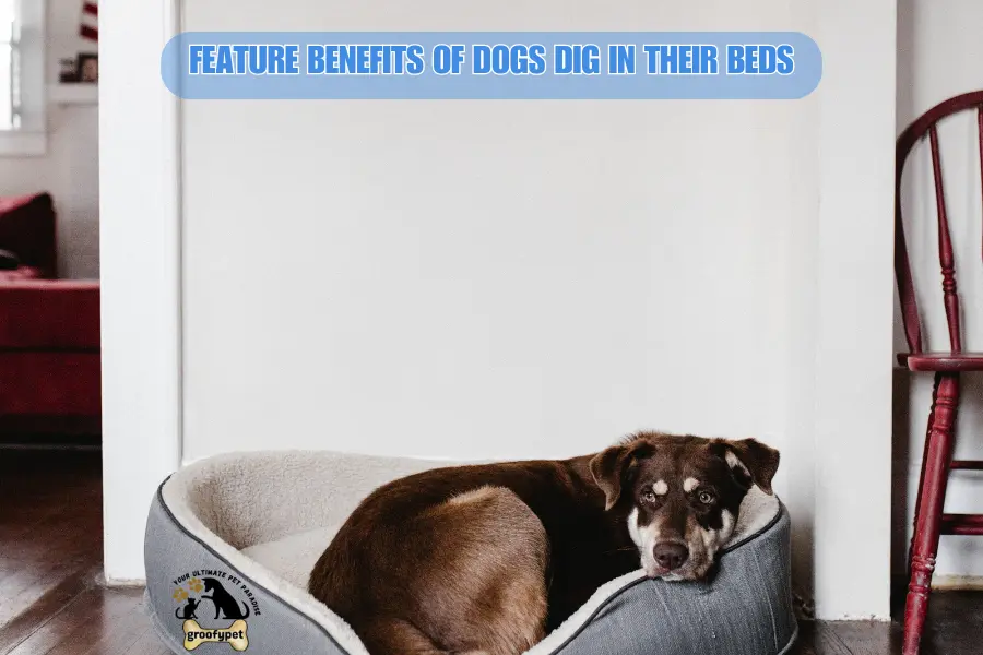 Why Do Dogs Dig in Their Beds?