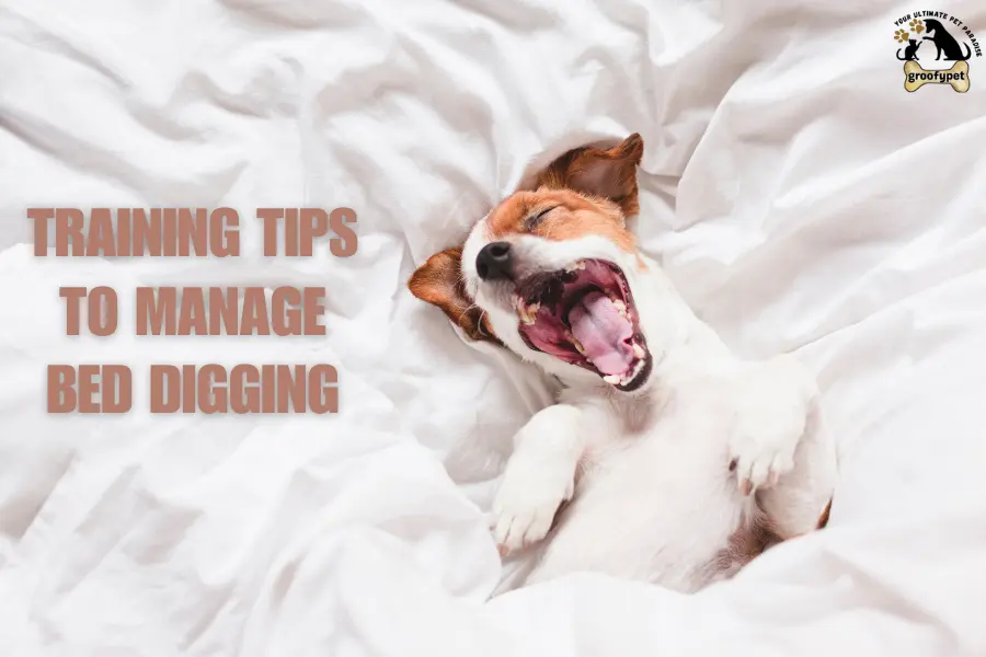 Why Do Dogs Dig in Their Beds?