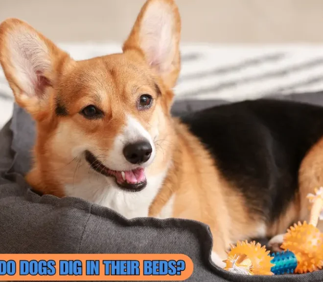 Why Do Dogs Dig in Their Beds? A Delightful Habit With Hidden Meaning