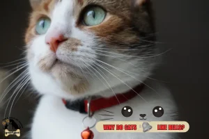 why do cats like bells?