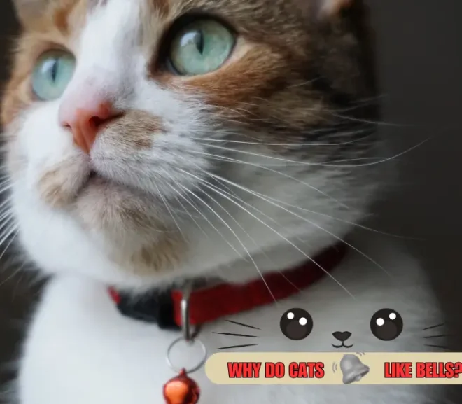 Why Do Cats like Bells? Magical Connection Between Cats And Bells