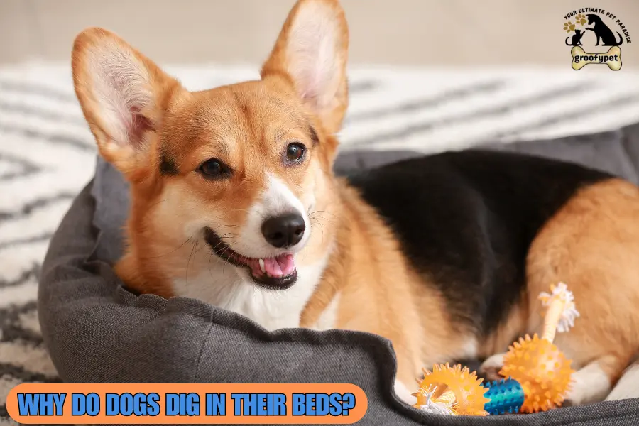 Why Do Dogs Dig in Their Beds?
