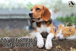 dog pee smells like cat pee