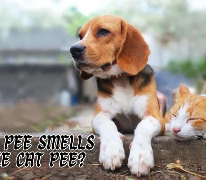 Does Dog Pee Smells Like Cat Pee? Find Out Surprising Reasons