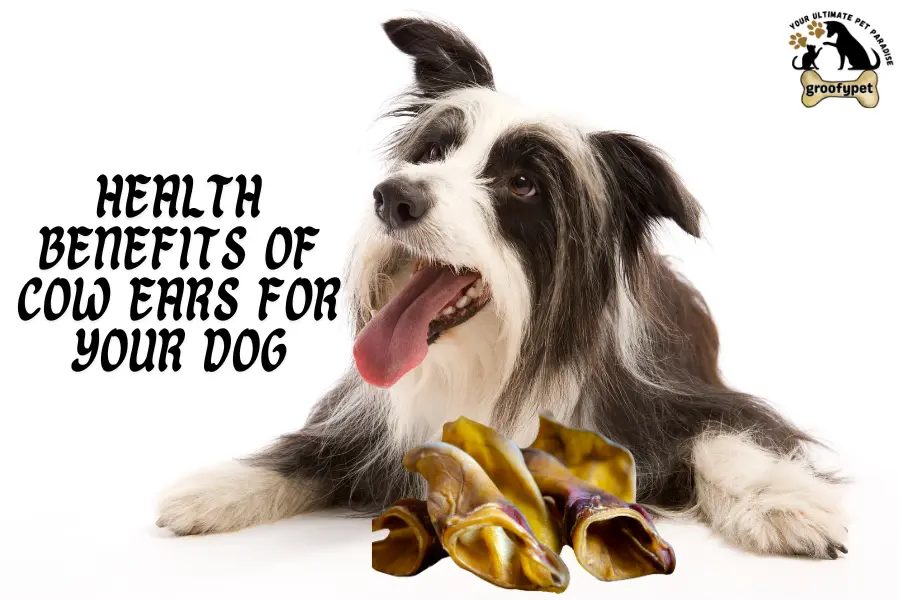 Are Cow Ears Safe for Dogs?