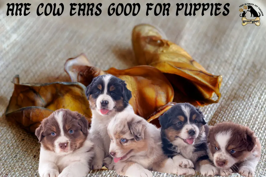 Are Cow Ears Safe for Dogs?
