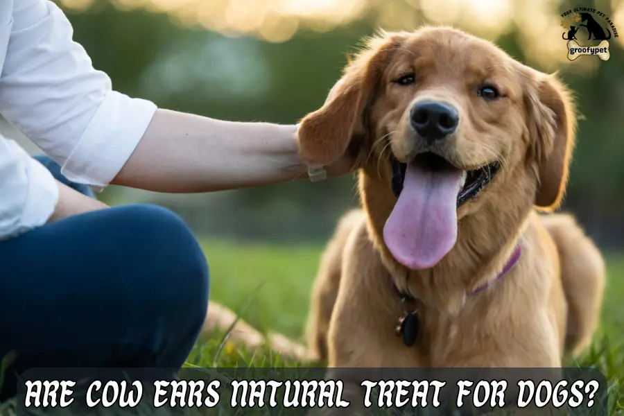 Are Cow Ears Safe for Dogs?