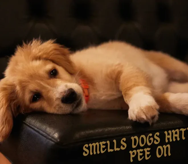 The Top 10 smells dogs hate to pee on
