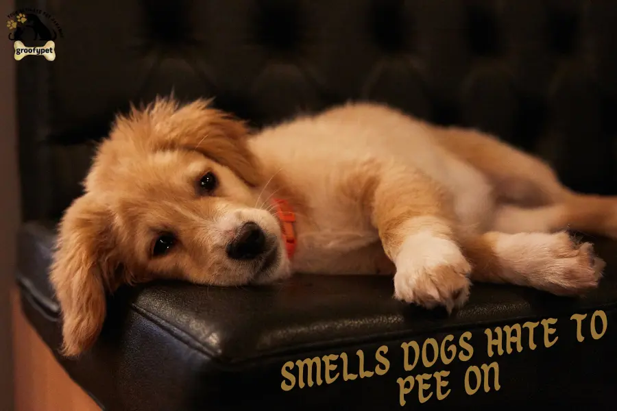 smells dogs hate to pee on