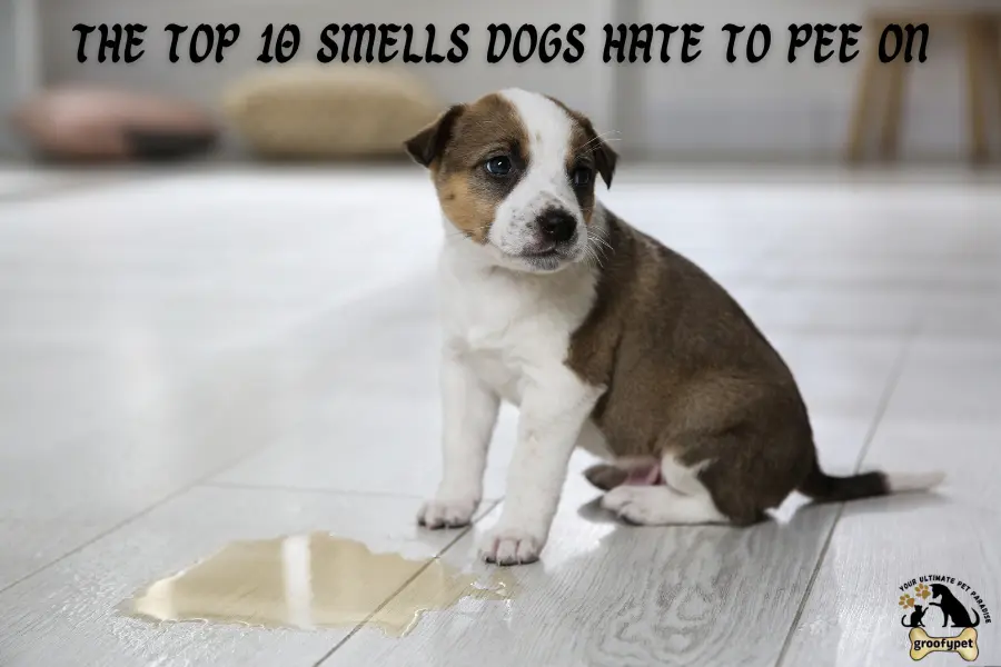 smells dogs hate to pee on