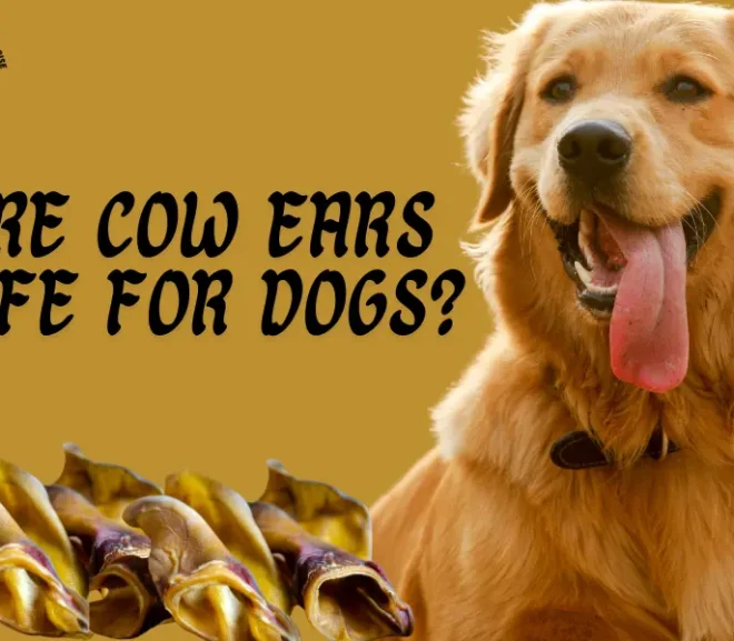 Are Cow Ears Safe for Dogs? Find Out Now!