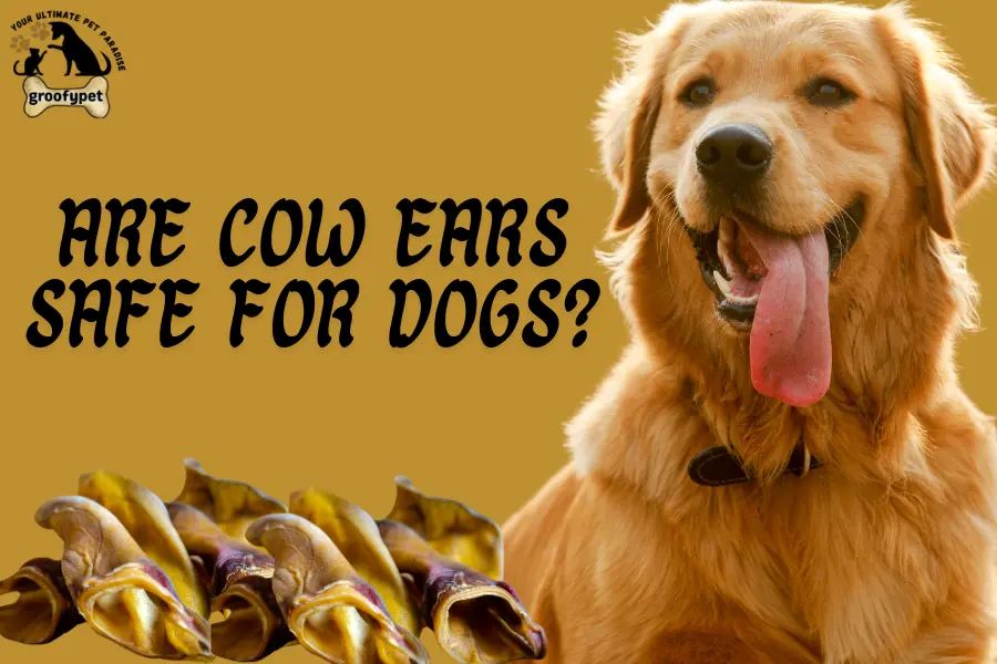 Are Cow Ears Safe for Dogs?