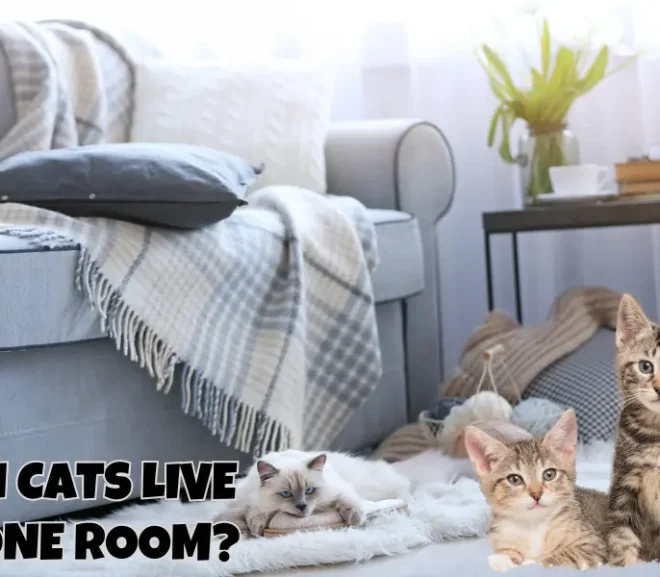 Can Cats Live In One Room? Proven Tips For Maximizing Spaces