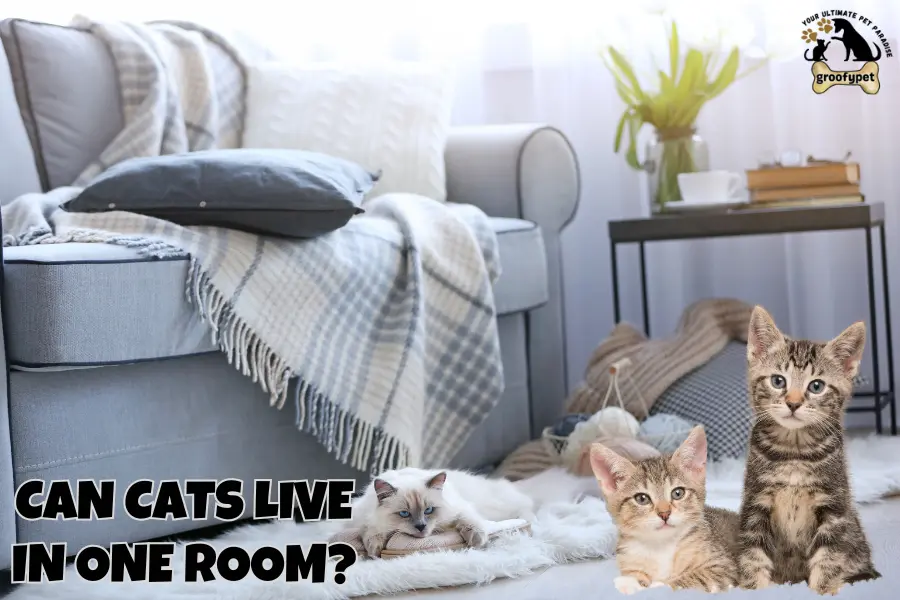 Can Cats Live in One Room?