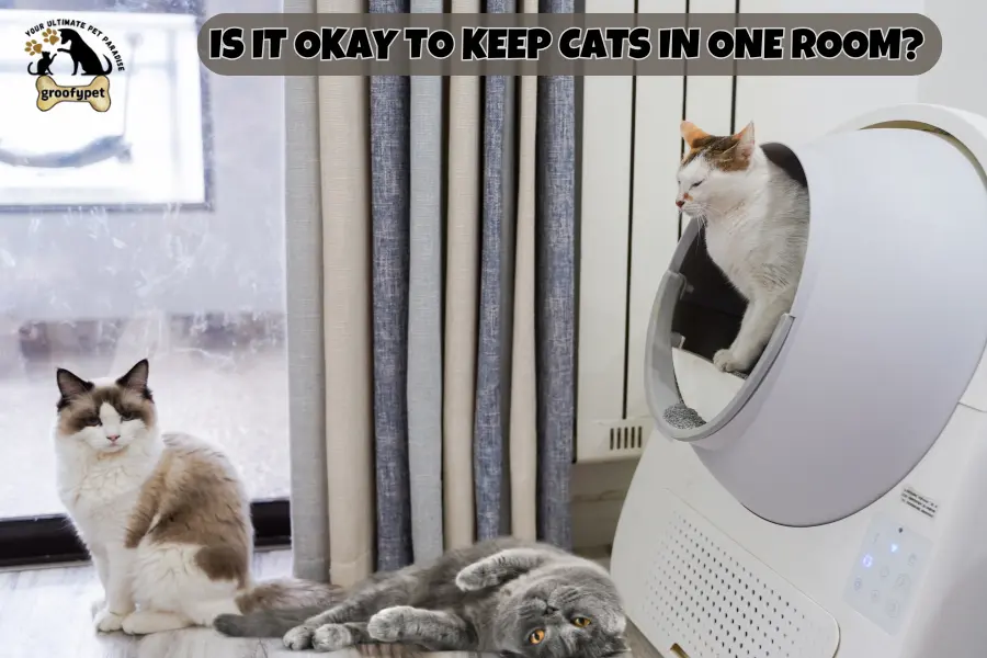 Can Cats Live in One Room?
