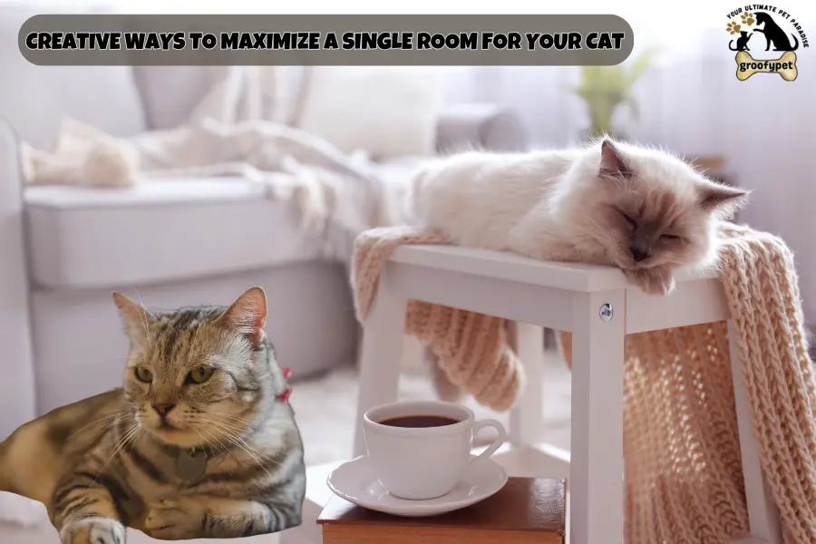 Can Cats Live in One Room?