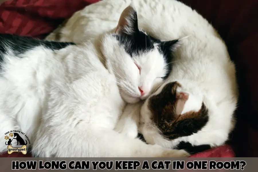 Can Cats Live in One Room?