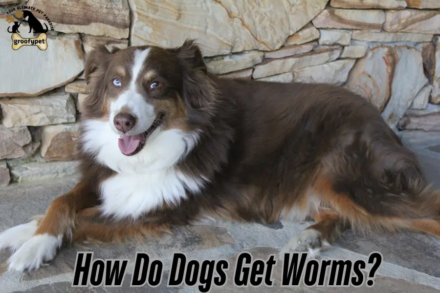 Does My Dog Have Worms?
