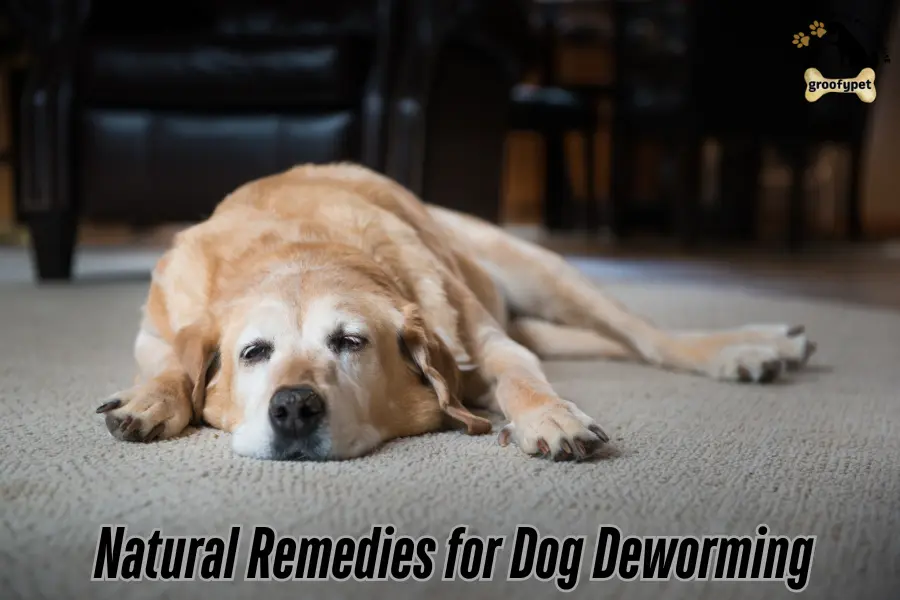 Does My Dog Have Worms?