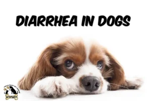 diarrhea in dogs
