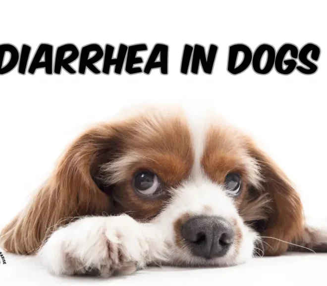 Diarrhea in Dogs: When to Worry and How to Act Fast?