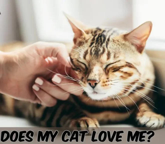 Does My Cat Love Me? 10 Signs That Your Cat Loves You!