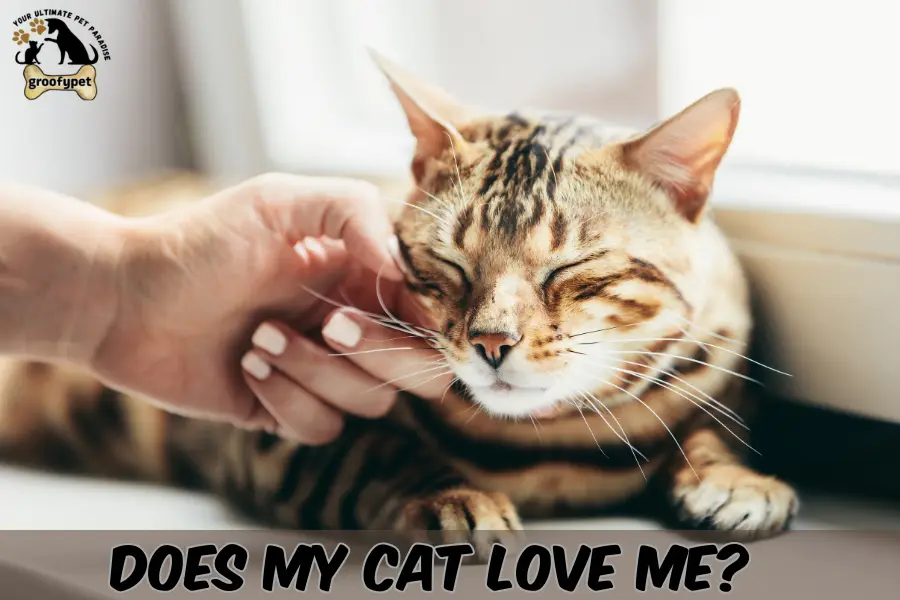 Does my cat love me?