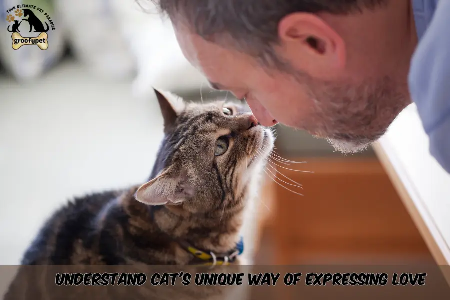 Does my cat love me?