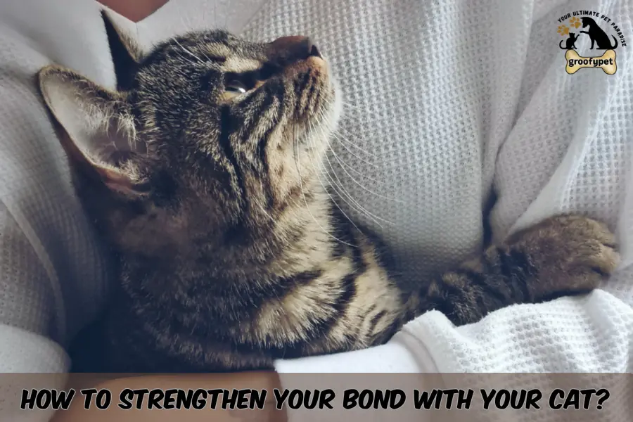 Does my cat love me?