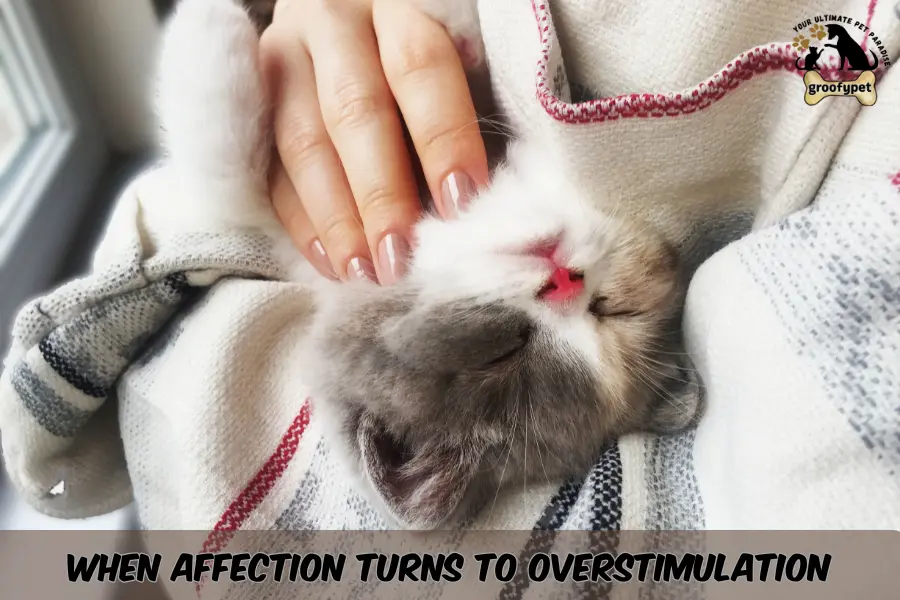 Does my cat love me?