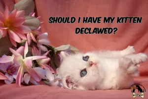 Should I have my Kitten declawed?