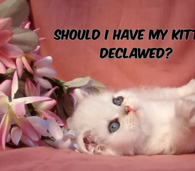 Should I Have My Kitten Declawed? A Compassionate Reflection