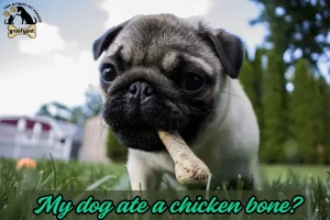 My Dog Ate a Chicken Bone