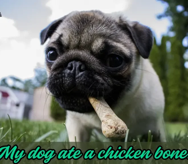 My Dog Ate a Chicken Bone – Dangerous or Safe? The Truth Revealed!