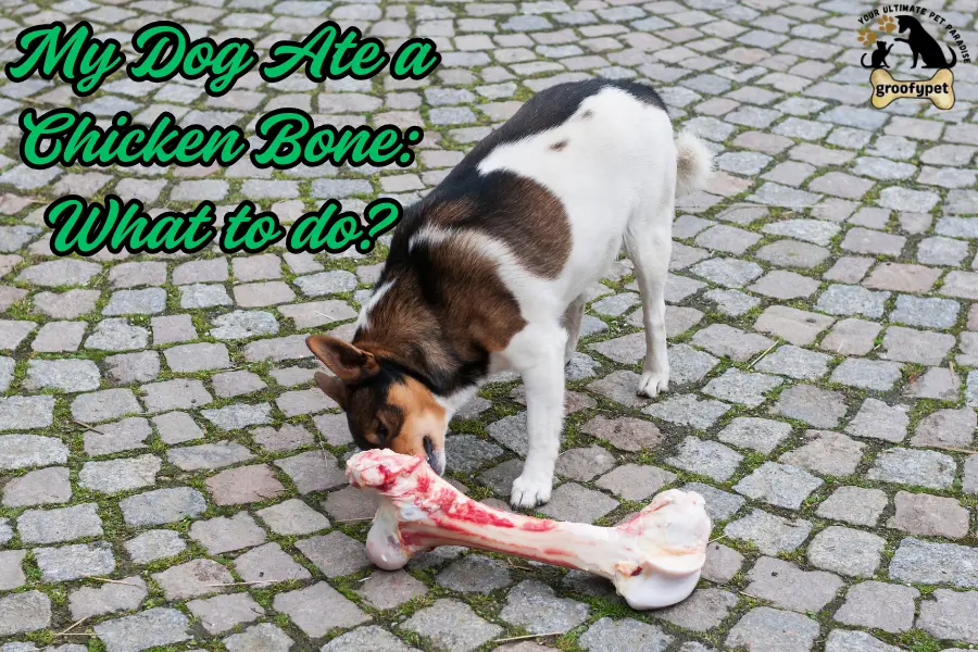 My Dog Ate a Chicken Bone