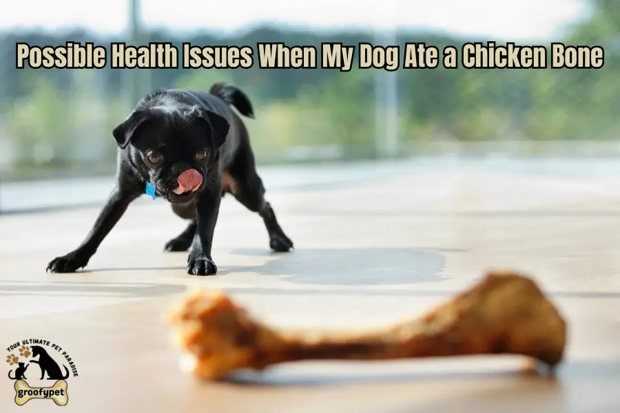 My Dog Ate a Chicken Bone