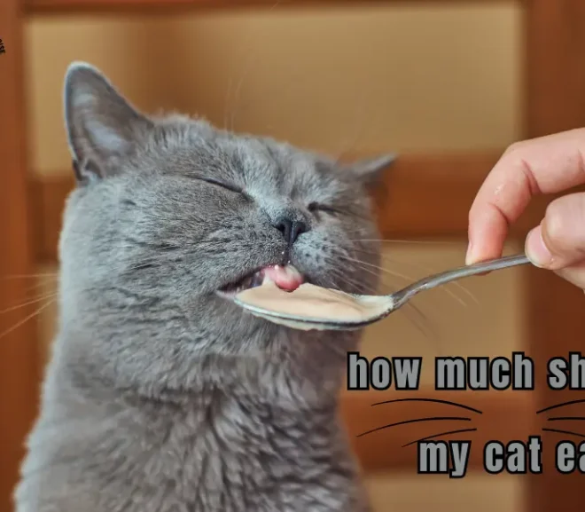 How Much Should My Cat Eat? A Guide to Keeping Your Feline Healthy