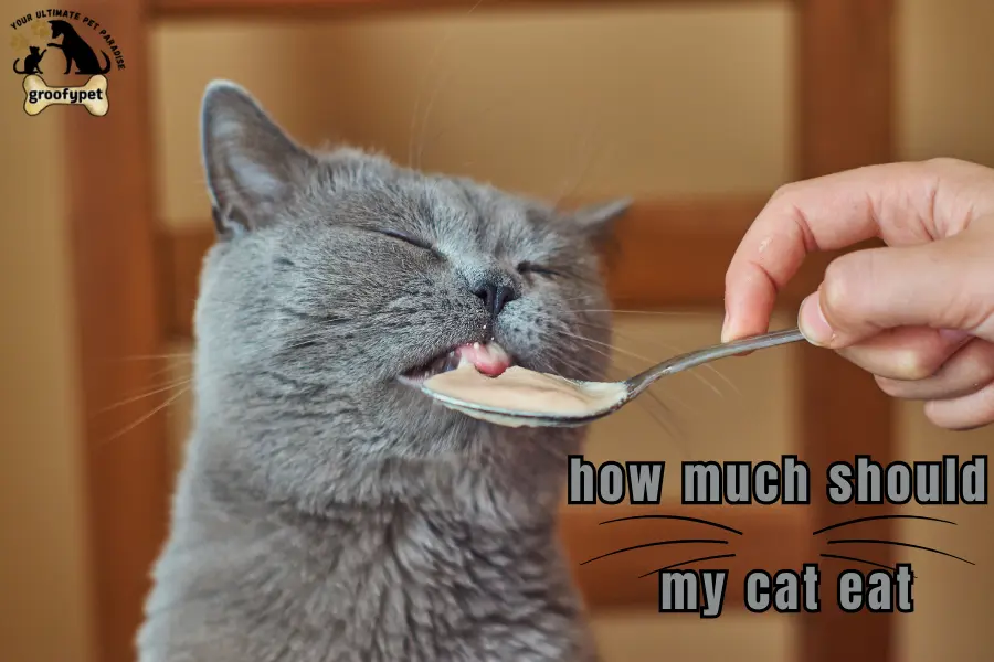 how much should my cat eat