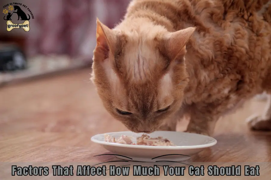 how much should my cat eat